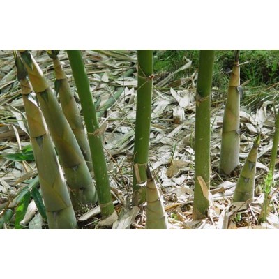 供应麻竹苗和甜竹苗广西竹苗价格表