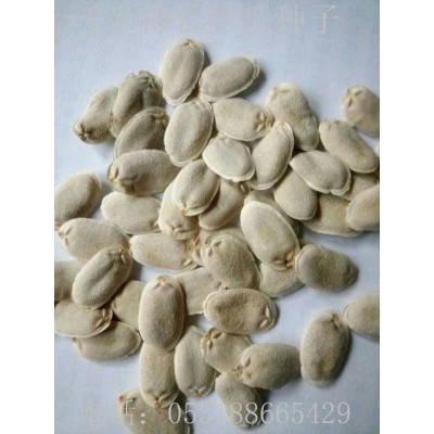 济南福田农业科技公司种业部大量批发供应各种观赏玩具南瓜种子