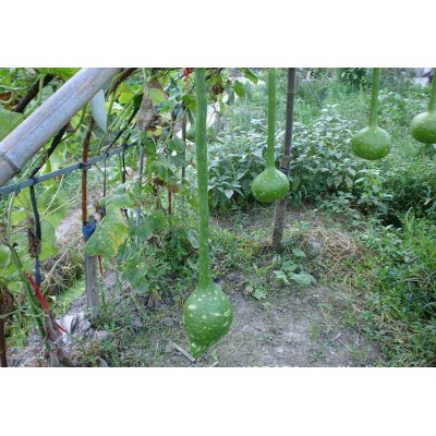 长柄葫芦种子 观赏葫芦种子 观赏椒种子