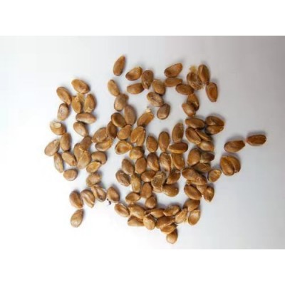 小亚葫芦 观赏葫芦种子/好种/阳台 盆栽观赏类挺好 荠菜种子