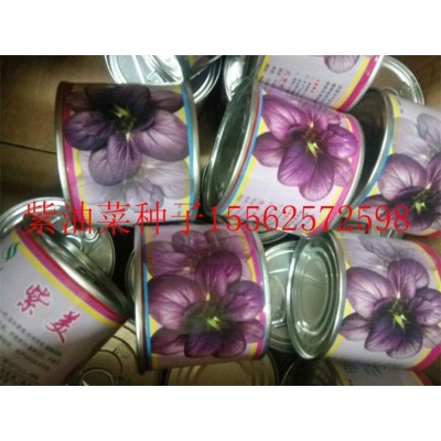 紫油菜 彩色观赏食用油菜种子 南瓜种子