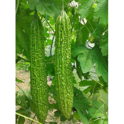 新品种苦瓜种子 蔬菜苦瓜种子 绿苦瓜种子