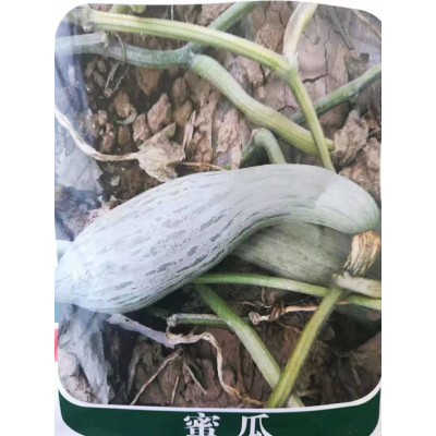 贵族南瓜种子 蜜瓜也叫丑瓜种子